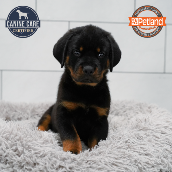 [#262008-01] Black & Tan M Rottweiler Puppies for Sale