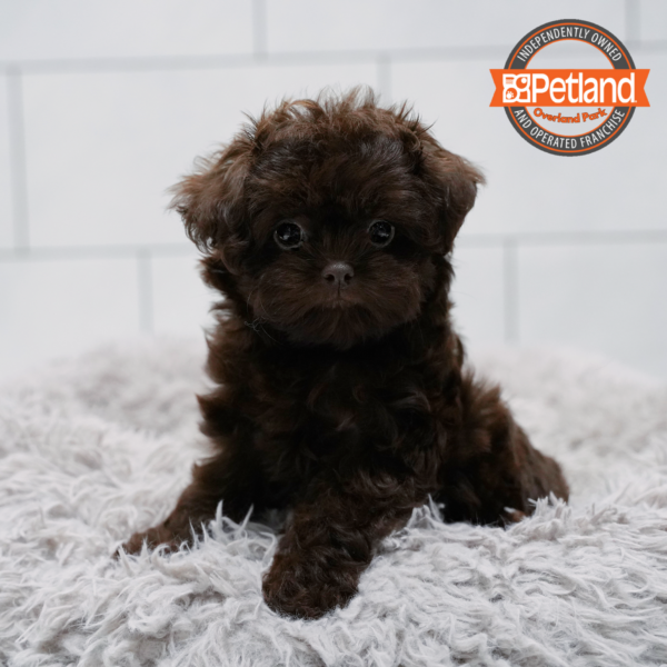 [#2641-02] Chocolate F Shih Tzu/Poodle Puppies for Sale
