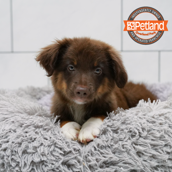 [#262200-04] Red M Australian Shepherd Puppies for Sale