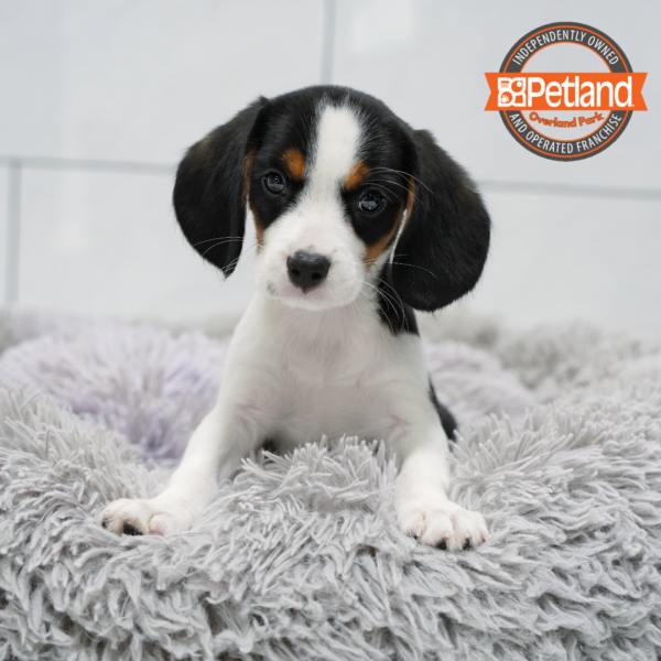 [#262606-01] Tricolor M Beaglier Puppies for Sale