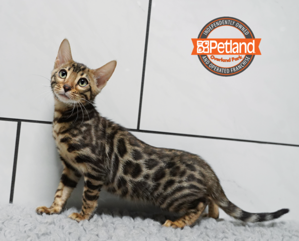 [#2628-05] Brown F Bengal Kittens for Sale