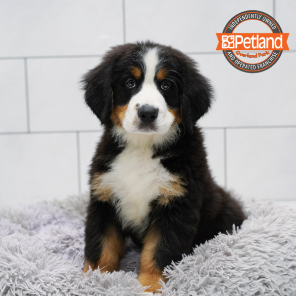 [#262461-01] Black Rust & White M Bernese Mountain Dog Puppies for Sale