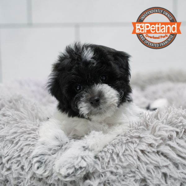[#2648-06] Black / White F Poodle Mini/Bichon Frise Puppies for Sale