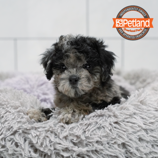 [#2646-01] Merle M Poodle Mini/Bichon Frise Puppies for Sale