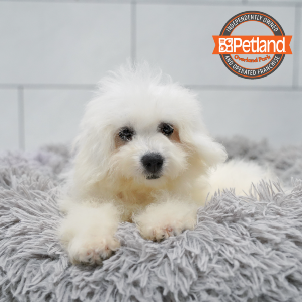 [#262229-04] White F Bichon Frise Puppies for Sale