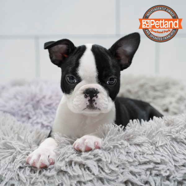 [#262429-04] Black & White M Boston Terrier Puppies for Sale