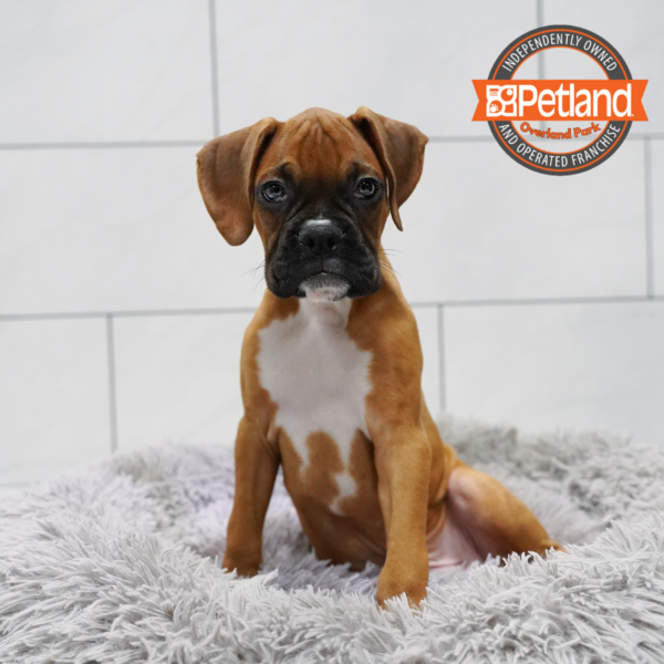 [#262310-05] Fawn M Boxer Puppies for Sale