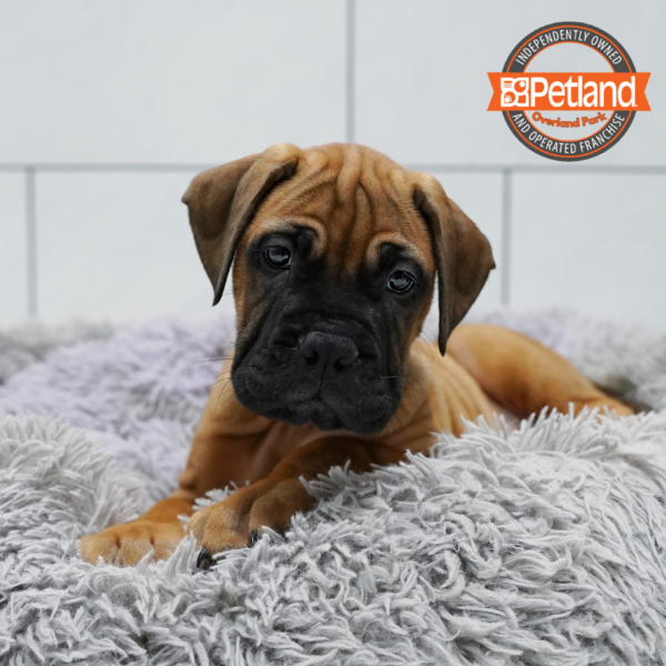[#262319-06] Apricot F Bullmastiff Puppies for Sale