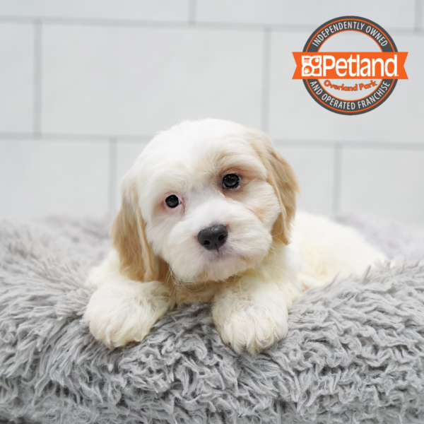 [#262525-01] White & Cream M Cavachon Puppies for Sale