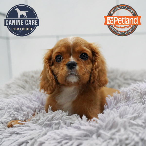 [#262463-01] Ruby F Cavalier King Charles Puppies for Sale