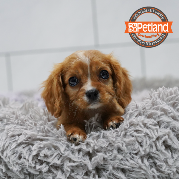 [#262440-03] Ruby M Cavalier King Charles Puppies for Sale