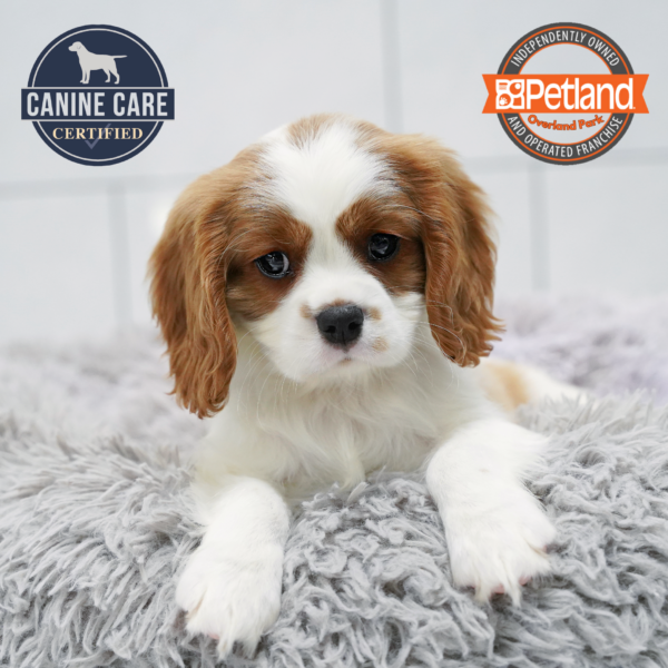 [#262504-01] Blenheim M Cavalier King Charles Puppies for Sale