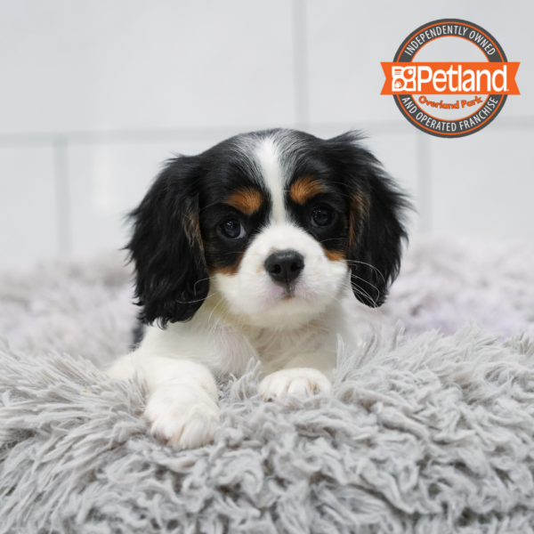 [#262552-01] Tricolor M Cavalier King Charles Puppies for Sale