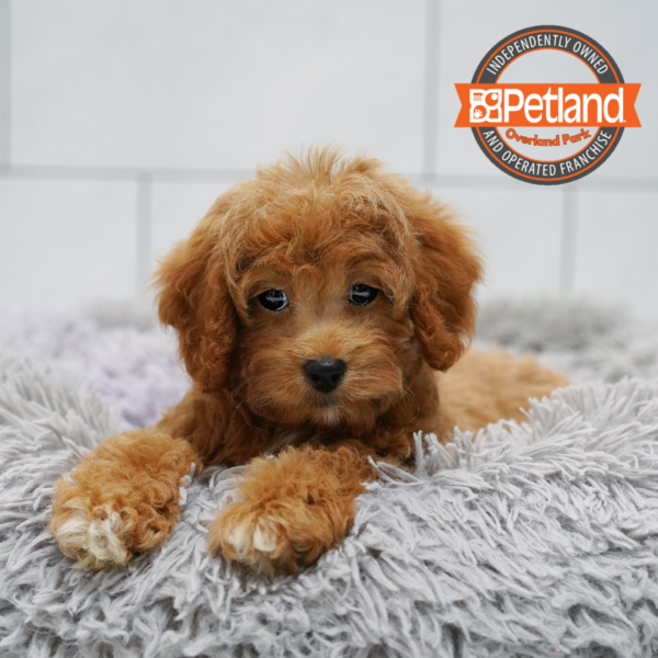 [#262416-04] Red F Cavapoo 2nd Gen Puppies for Sale
