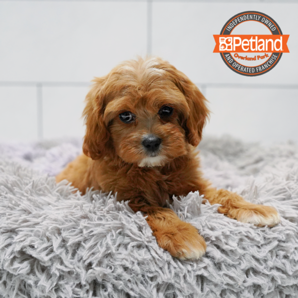 [#262471-03] Brown & White F Cavapoo Puppies for Sale