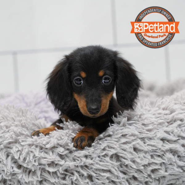 [#2647-01] Black / Tan M Dachshund Puppies for Sale
