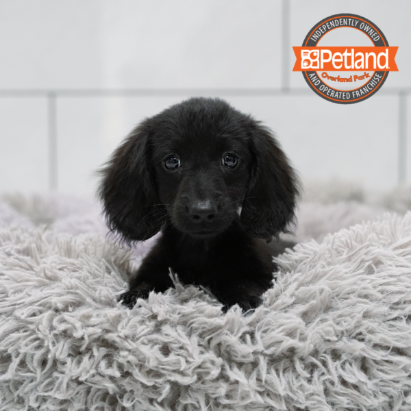 [#2647-02] Black M Dachshund Puppies for Sale