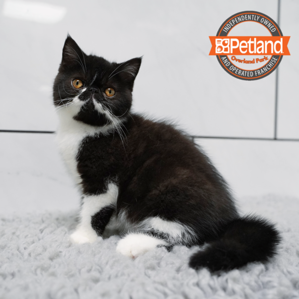 [#2627-05] Black / White F Exotic Short Hair Kittens for Sale