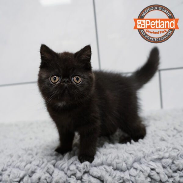 [#2626-03] Black M Exotic Short Hair Kittens for Sale