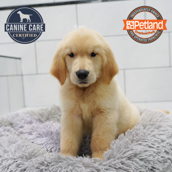 [#262596-03] Apricot M Golden Retriever Puppies for Sale