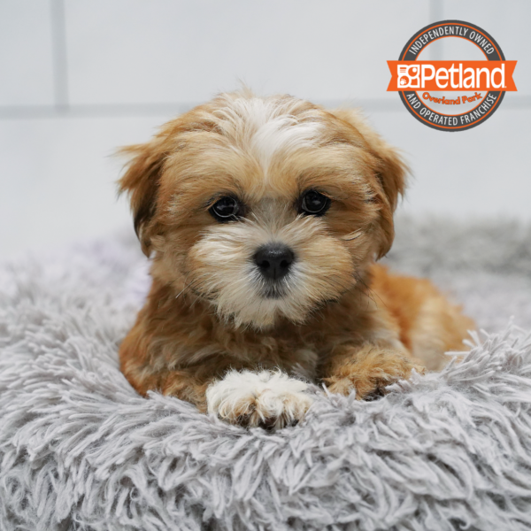 [#262251-08] Sable F Lhasa Apso Puppies for Sale