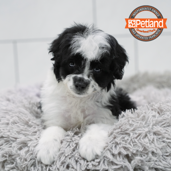 [#262475-05] Black & White F Mini Aussiedoodle Puppies for Sale