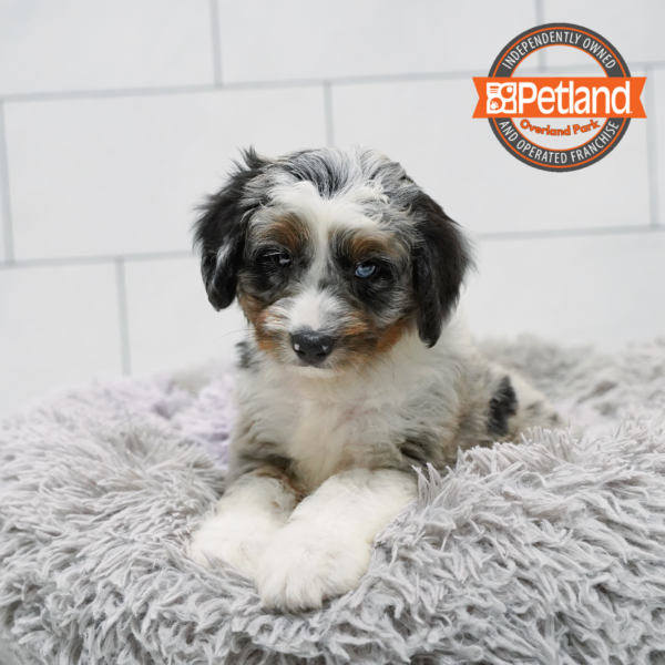 [#262402-01] Chocolate White & Tan M Mini Aussiedoodle Puppies for Sale