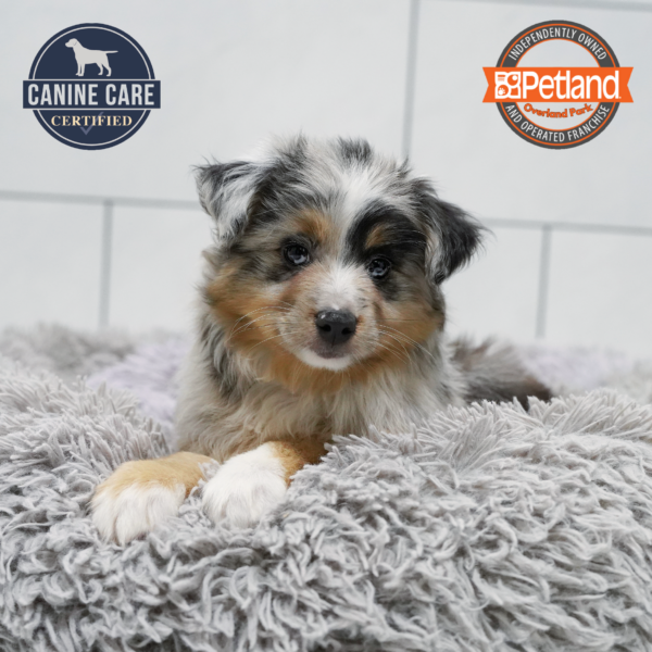 [#262400-01] Blue Merle M Mini Australian Shepherd Puppies for Sale