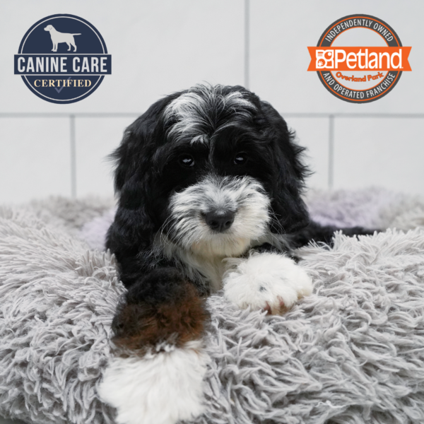 [#262211-01] Black White & Tan M Mini Bernedoodle 2nd Gen Puppies for Sale