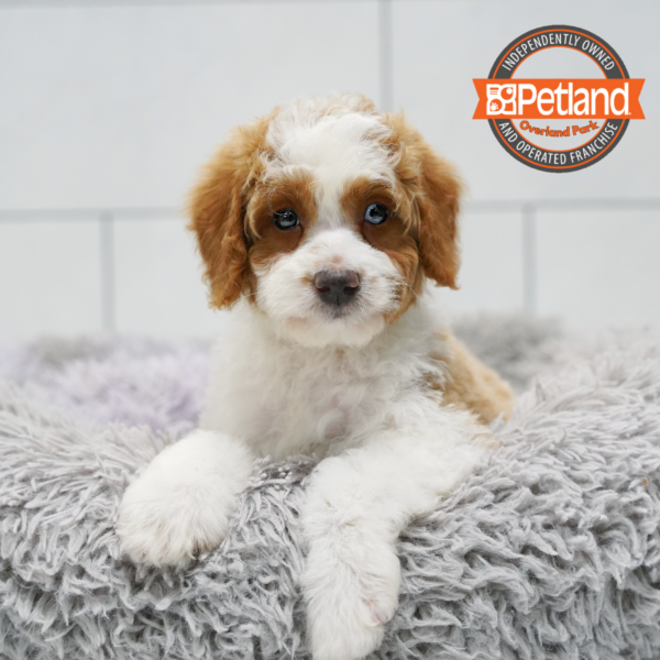 [#262605-03] Tan & White M Mini Bernedoodle 2nd Gen Puppies for Sale