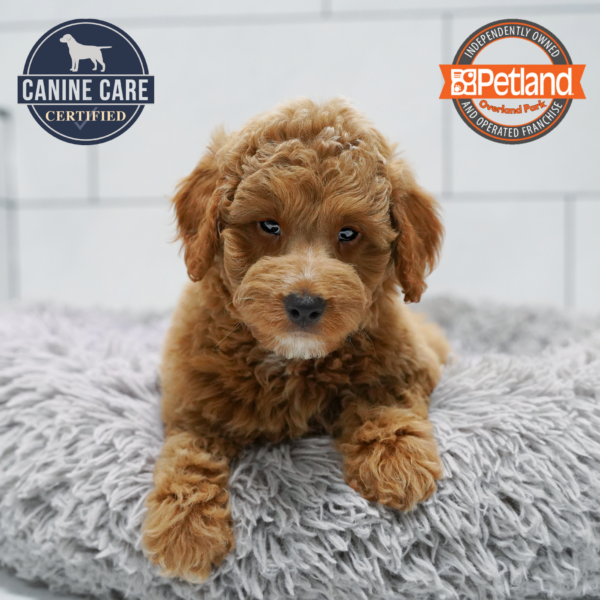 [#262352-08] Apricot F Mini Goldendoodle 2nd Gen Puppies for Sale