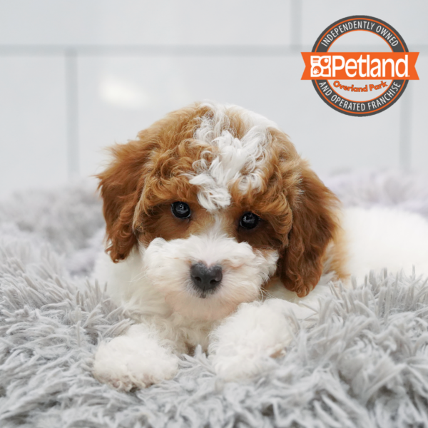 [#262582-06] White & Red F Mini Goldendoodle 2nd Gen Puppies for Sale