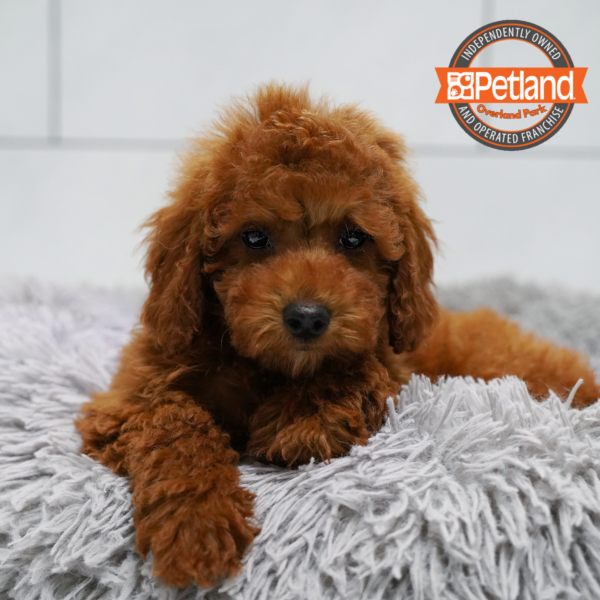 [#262197-02] Red F Mini Poodle Puppies for Sale