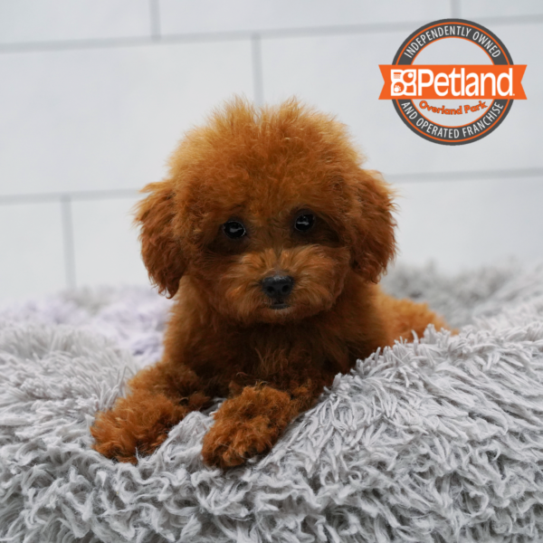 [#262197-01] Red F Mini Poodle Puppies for Sale
