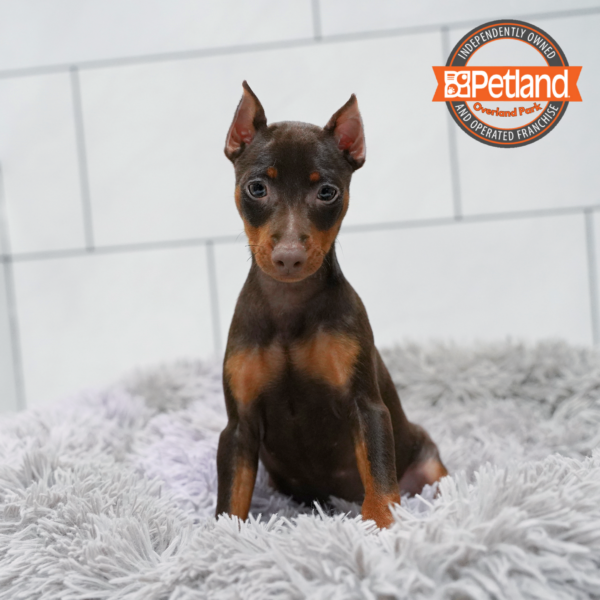 [#262243-02] Chocolate & Rust M Miniature Pinscher Puppies for Sale