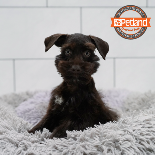[#262350-03] Chocolate F Mini Schnauzer Puppies for Sale