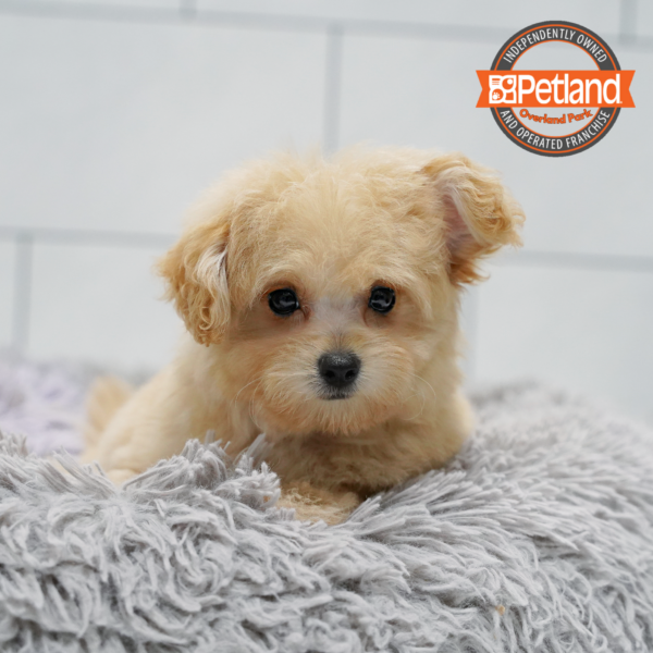 [#262264-03] Sable F Pom-poo Puppies for Sale