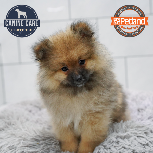 [#262452-03] Wolf Sable M Pomeranian Puppies for Sale