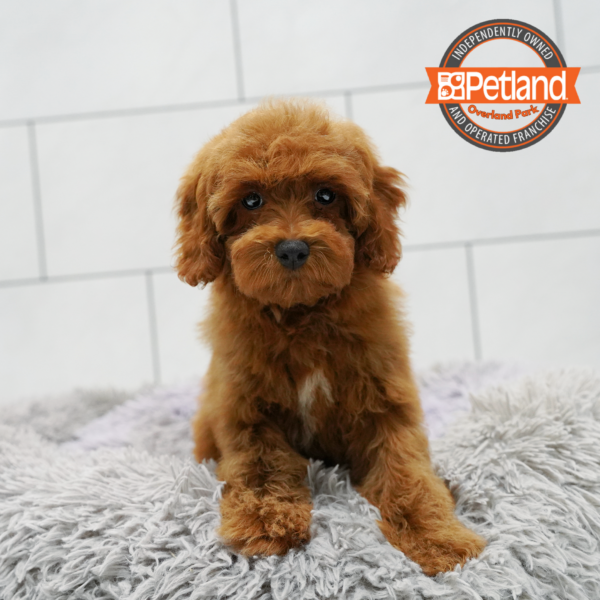 [#262074-06] Red F Poodle Puppies for Sale