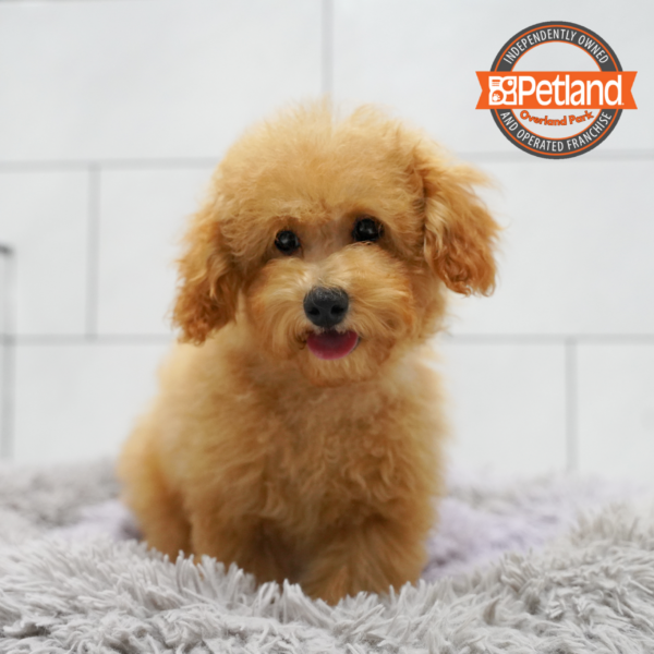 [#262242-01] Red M Poodle Puppies for Sale