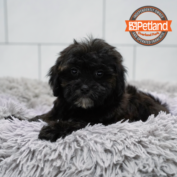 [#262432-03] Black & Brown M ShihPoo Puppies for Sale