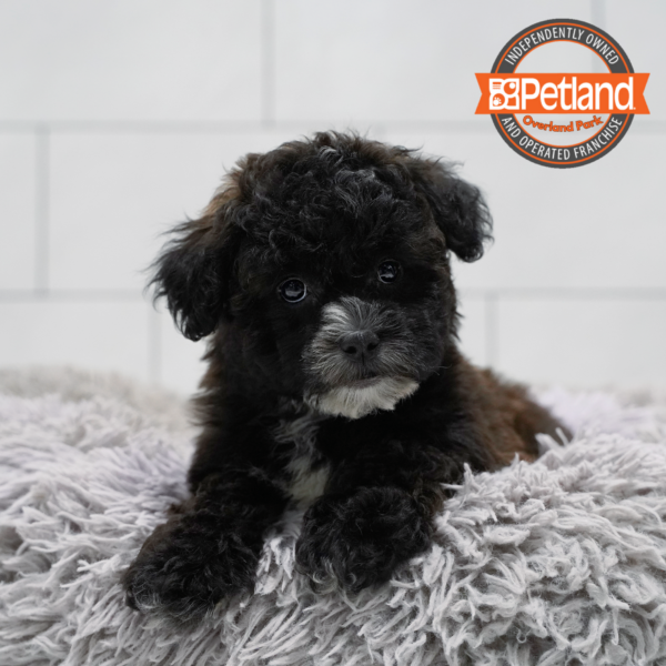 [#262433-01] Chocolate & White M ShihPoo Puppies for Sale