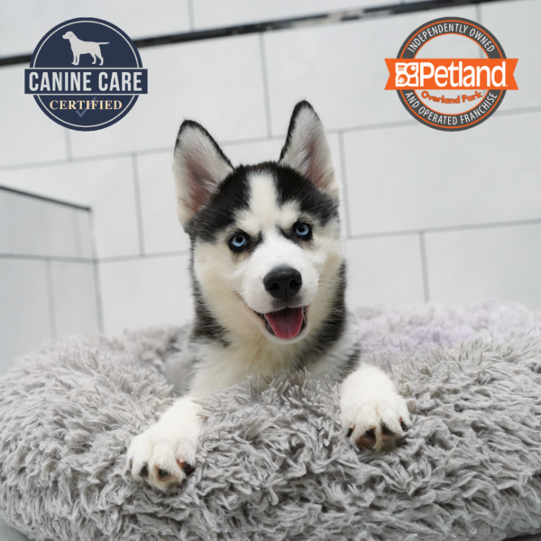 [#262539-02] Black & White F Siberian Husky Puppies for Sale