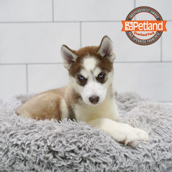 [#262417-07] Red & White F Siberian Husky Puppies for Sale