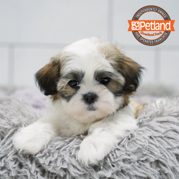 [#2655-03] Sable / White F Shih Tzu/Bichon Puppies for Sale