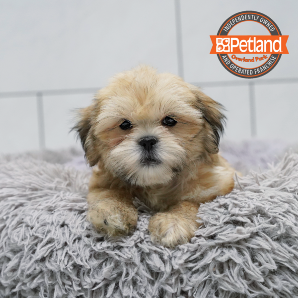 [#262473-03] Sable M Teddy Bear Puppies for Sale