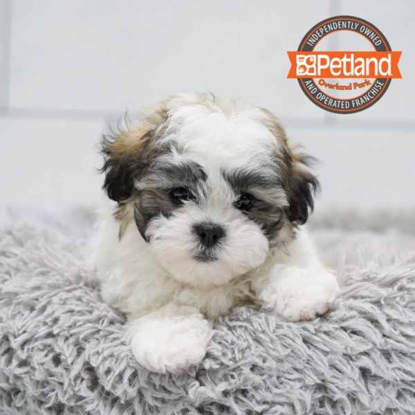 [#2655-02] Sable / White M Shih Tzu/Bichon Puppies for Sale