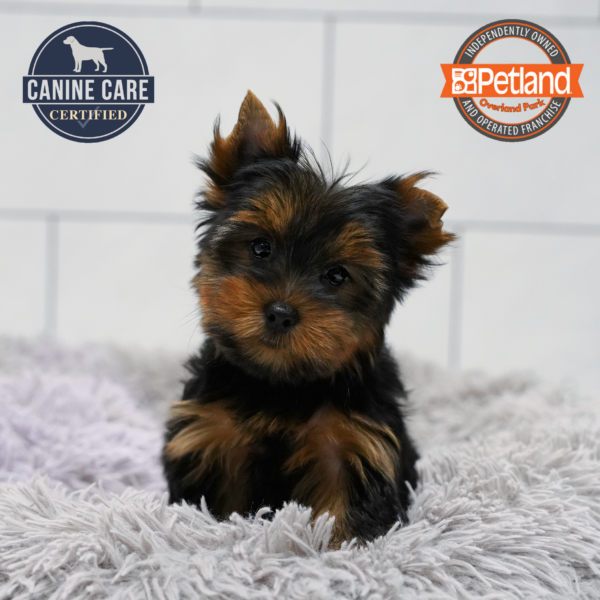 [#262333-06] Black & Tan F Yorkshire Terrier Puppies for Sale