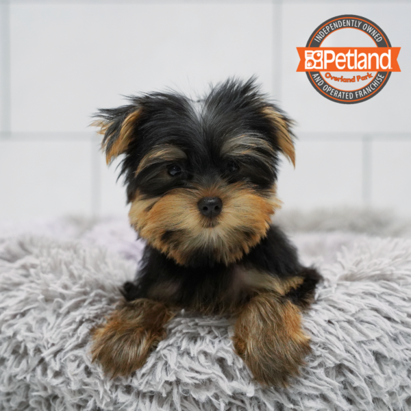 [#262358-06] Black & Tan F Yorkshire Terrier Puppies for Sale