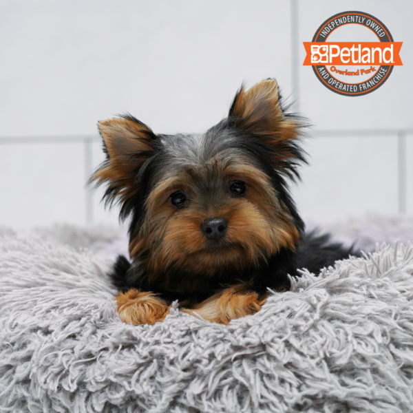 [#262307-01] Black & Tan M Yorkshire Terrier Puppies for Sale